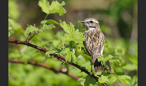 Braunkehlchen (Saxicola rubetra)