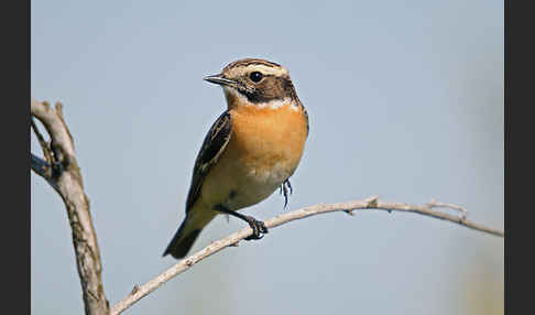 Braunkehlchen (Saxicola rubetra)