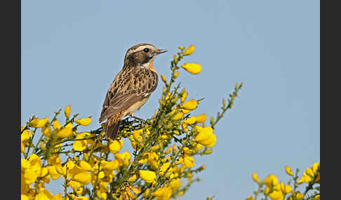 Braunkehlchen (Saxicola rubetra)