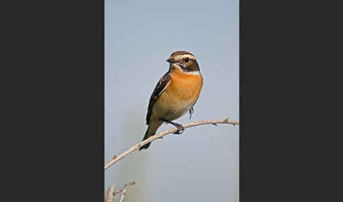 Braunkehlchen (Saxicola rubetra)