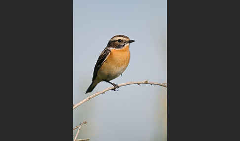 Braunkehlchen (Saxicola rubetra)