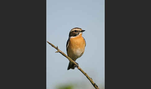 Braunkehlchen (Saxicola rubetra)