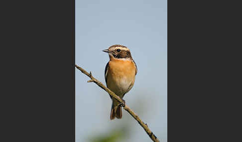 Braunkehlchen (Saxicola rubetra)