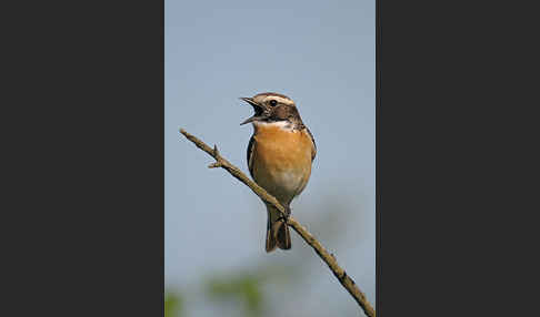 Braunkehlchen (Saxicola rubetra)