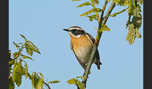 Braunkehlchen (Saxicola rubetra)