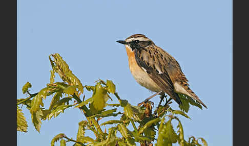 Braunkehlchen (Saxicola rubetra)