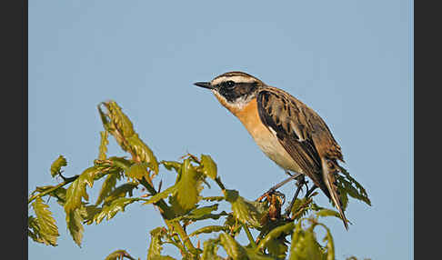 Braunkehlchen (Saxicola rubetra)