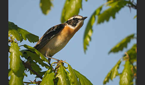 Braunkehlchen (Saxicola rubetra)