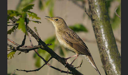 Feldschwirl (Locustella naevia)