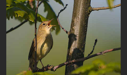 Feldschwirl (Locustella naevia)