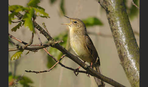 Feldschwirl (Locustella naevia)