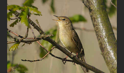 Feldschwirl (Locustella naevia)