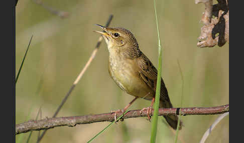 Feldschwirl (Locustella naevia)