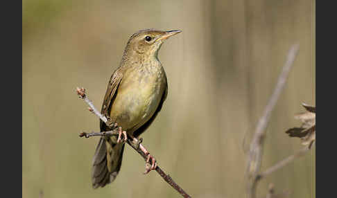 Feldschwirl (Locustella naevia)