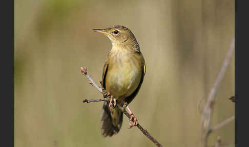 Feldschwirl (Locustella naevia)