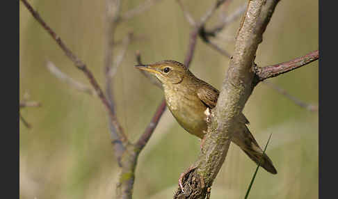 Feldschwirl (Locustella naevia)