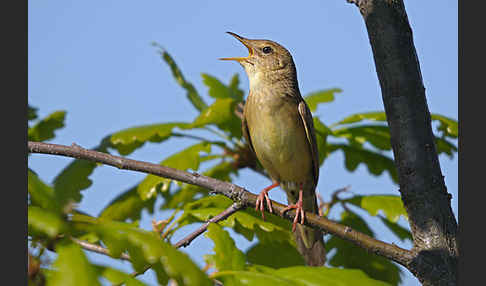 Feldschwirl (Locustella naevia)