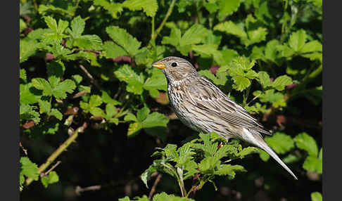 Grauammer (Miliaria calandra)