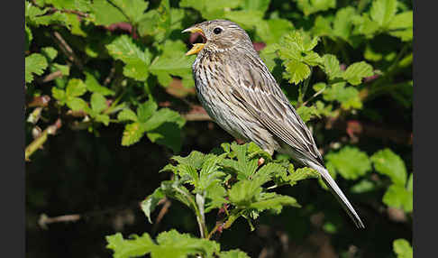 Grauammer (Miliaria calandra)