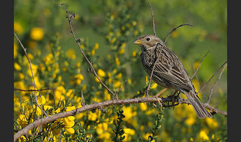 Grauammer (Miliaria calandra)