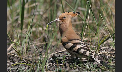 Wiedehopf (Upupa epops)