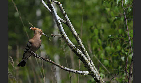 Wiedehopf (Upupa epops)