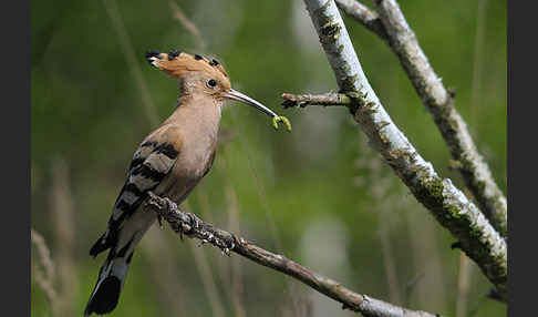 Wiedehopf (Upupa epops)