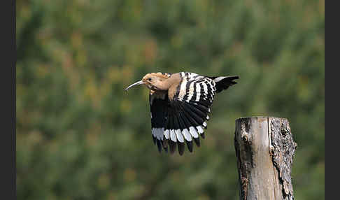 Wiedehopf (Upupa epops)