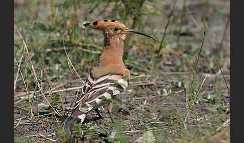 Wiedehopf (Upupa epops)