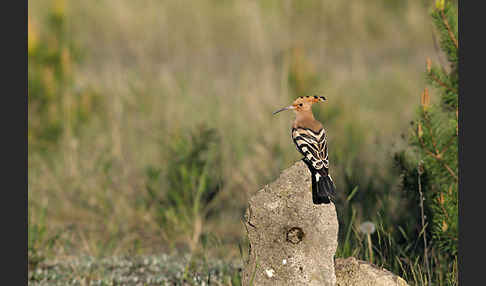 Wiedehopf (Upupa epops)