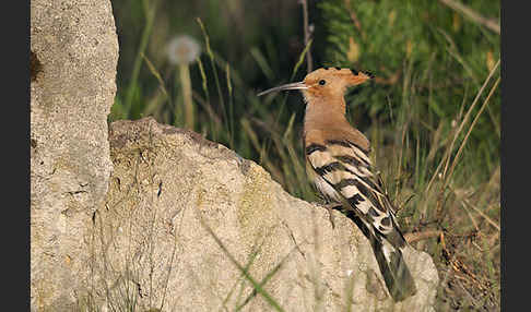 Wiedehopf (Upupa epops)