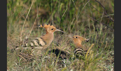 Wiedehopf (Upupa epops)