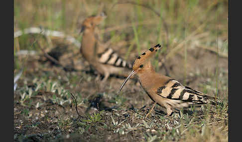 Wiedehopf (Upupa epops)