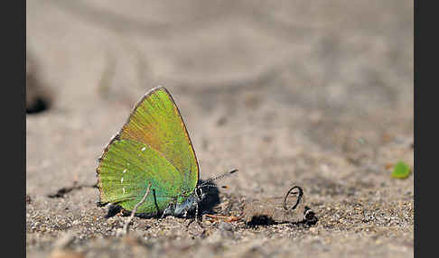 Brombeerzipfelfalter (Callophrys rubi)