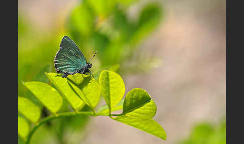 Brombeerzipfelfalter (Callophrys rubi)