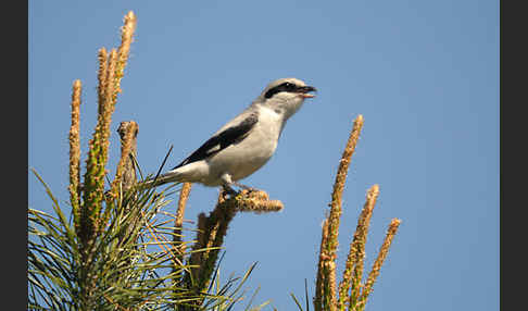 Raubwürger (Lanius excubitor koenigi)