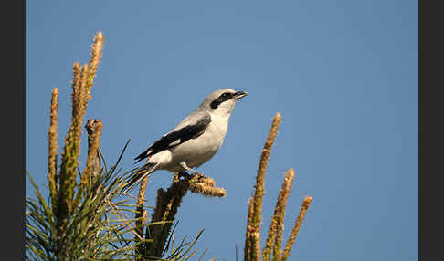 Raubwürger (Lanius excubitor koenigi)