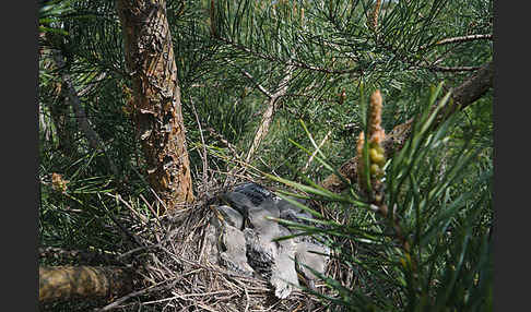 Raubwürger (Lanius excubitor koenigi)