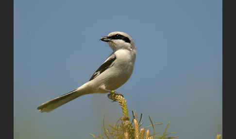 Raubwürger (Lanius excubitor koenigi)