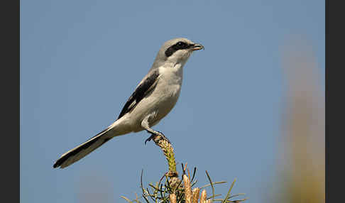 Raubwürger (Lanius excubitor koenigi)