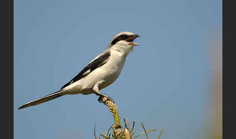 Raubwürger (Lanius excubitor koenigi)