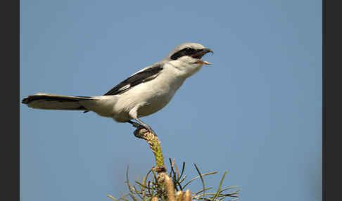 Raubwürger (Lanius excubitor koenigi)