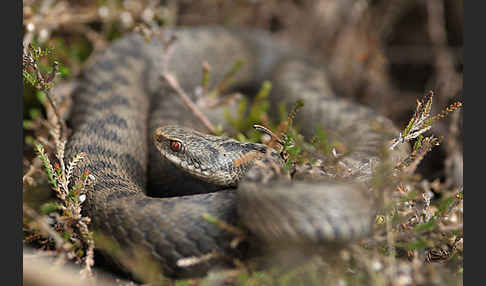 Kreuzotter (Vipera berus)