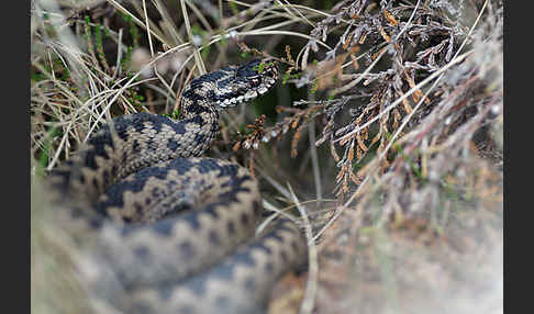 Kreuzotter (Vipera berus)