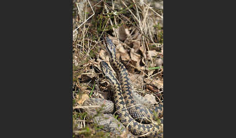 Kreuzotter (Vipera berus)