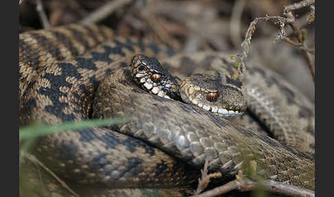 Kreuzotter (Vipera berus)