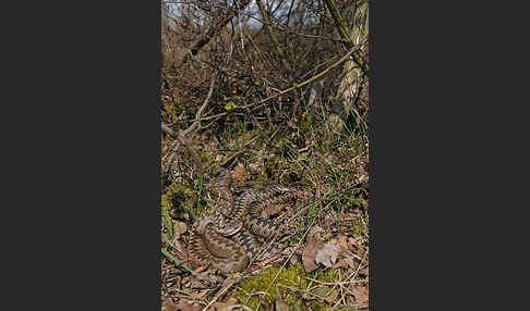 Kreuzotter (Vipera berus)