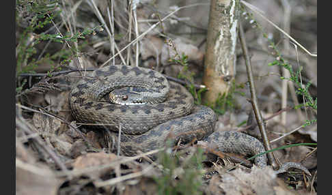 Kreuzotter (Vipera berus)