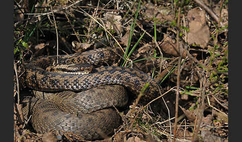 Kreuzotter (Vipera berus)