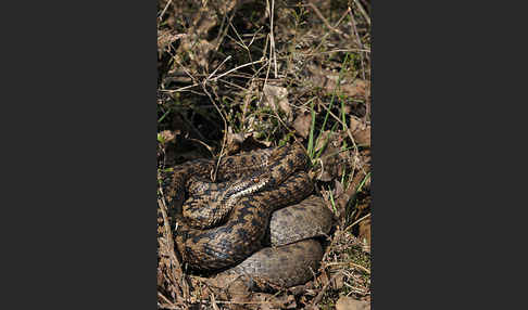 Kreuzotter (Vipera berus)